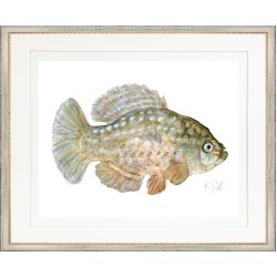 KS- FISH 1